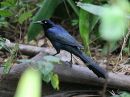 great-tailed-grackle_1.jpg
