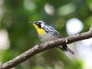 yellow-throated-warbler_1.jpg