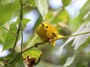 yellow-warbler_3.jpg