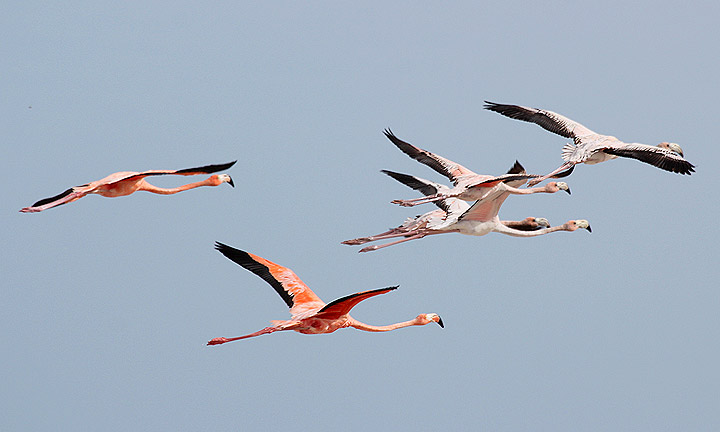 Utah Birders | Birding Blog, Utah Birds, Utah Birding, Utah Bird ID:  Birding the Yucatán: Flamingos at Rio Lagartos