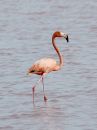 american-flamingo_11.jpg