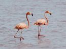 american-flamingo_13.jpg