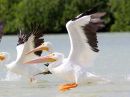 american-white-pelican.jpg