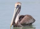 brown-pelican_4.jpg