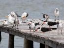 gulls-terns-skimmers.jpg