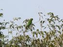 olive-throated-parakeet_1.jpg