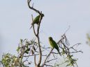 olive-throated-parakeet_2.jpg