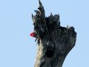 lineated-woodpecker.jpg