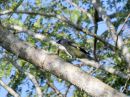 yellow-winged-tanager_1.jpg