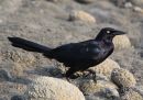 great-tailed-grackle.jpg