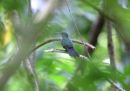 bronze-tailed-plumeleteer.jpg