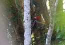 crimson-crested-woodpecker.jpg