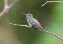 rufous-tailed-hummingbird_2.jpg