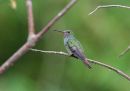 rufous-tailed-hummingbird_3.jpg