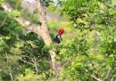 crimson-crested-woodpecker_1.jpg