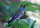 sapphire-throated-hummingbird_1.jpg