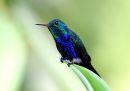 violet-bellied-hummingbird_1.jpg