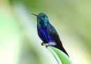 violet-bellied-hummingbird_2.jpg