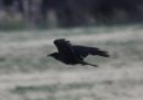 chihuahuan-raven_1.jpg