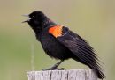 red-winged-blackbird_1.jpg