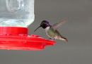 costas-hummingbird.jpg