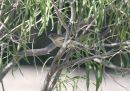 willow-flycatcher.jpg