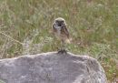 burrowing-owl_1.jpg