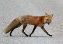 red-fox_1.jpg