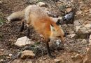 red-fox_4.jpg