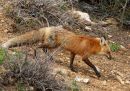 red-fox_5.jpg