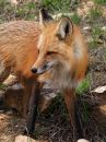 red-fox_6.jpg