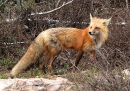red-fox_7.jpg