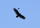 blackbird-vulture-mob.jpg