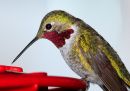 broad-tailed-hummingbird_0.jpg
