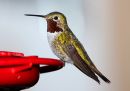 broad-tailed-hummingbird_1.jpg