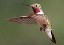 broad-tailed-hummingbird_2.jpg