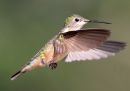 rufous-hummingbird_1.jpg