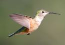 rufous-hummingbird_2.jpg
