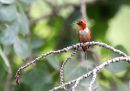 rufous-hummingbird_0.jpg