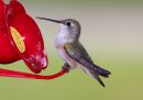 rufous-hummingbird_2.jpg