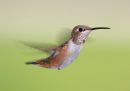 rufous-hummingbird_4.jpg