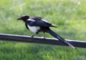 black-billed-magpie.jpg
