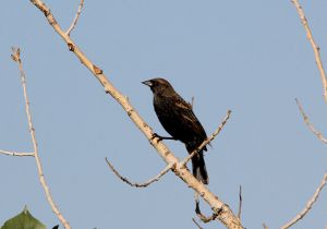 red-winged-blackbird.jpg