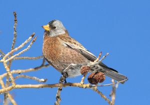 gray-crowned-rosy-finch_1.jpg
