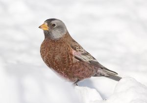 gray-crowned-rosy-finch_3.jpg