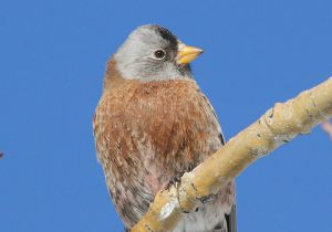 gray-crowned-rosy-finch_4.jpg