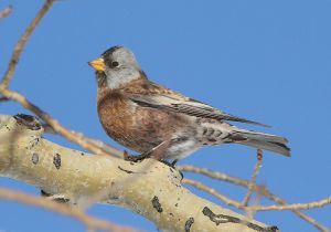 gray-crowned-rosy-finch_5.jpg
