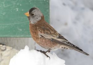 gray-crowned-rosy-finch_6.jpg