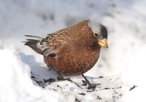 gray-crowned-rosy-finch_7.jpg