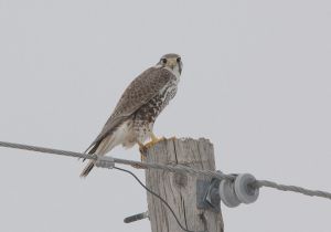 prairie-falcon.jpg